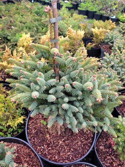 Пихта испанская Хорстман / h 40-50 / Abies pinsapo Horstmann