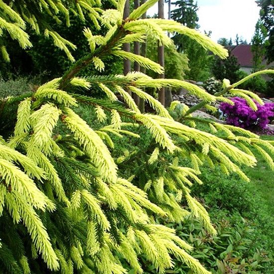 Ель восточная. Ель Ауреоспиката. Picea orientalis Aureospicata. Ель Ориенталис Ауреоспиката. Ель Восточная Ауреа спиката.