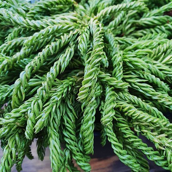 Криптомерия японская Спиралис / С5 / 40-50 / Cryptomeria Spiralis