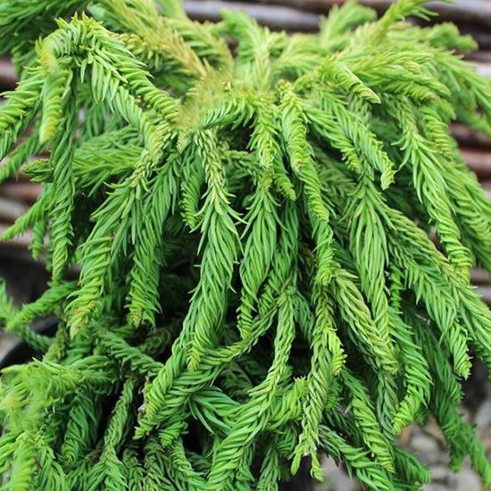 Криптомерия японская Спиралис / С5 / 40-50 / Cryptomeria Spiralis