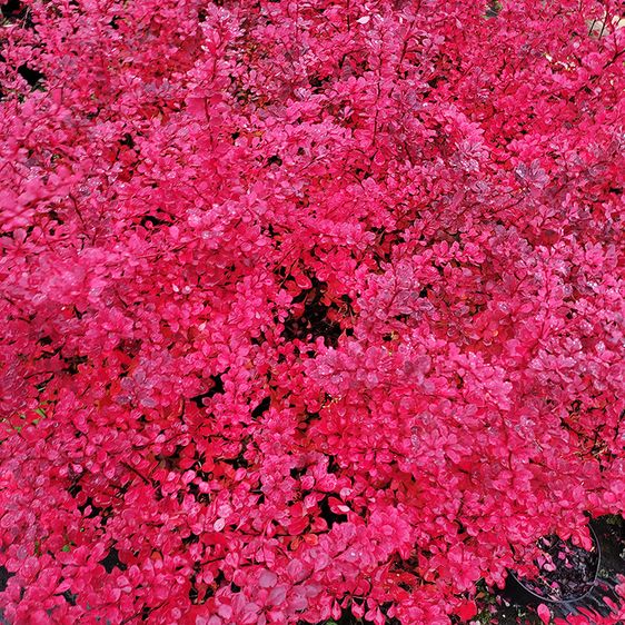 Барбарис тунберга Арлекин / Berberis thunbergii Harlequin