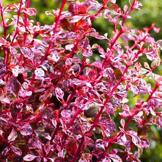 Барбарис тунберга Арлекин / Berberis thunbergii Harlequin