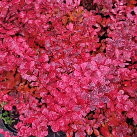 Барбарис тунберга Арлекин / Berberis thunbergii Harlequin