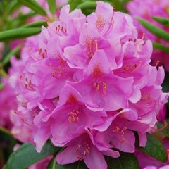 Рододендрон Розеум Елеганс / Р13 / Rhododendron Roseum Elegans