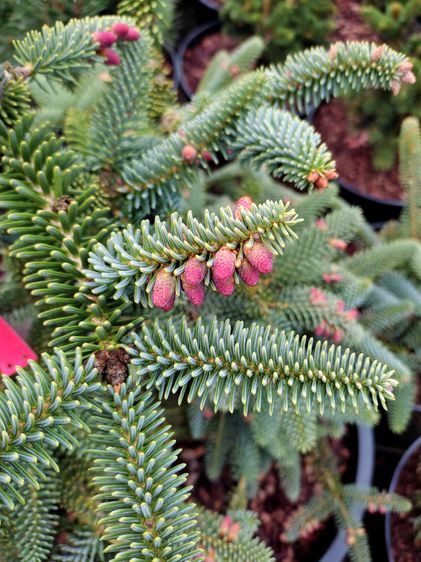 Пихта испанская Келлерис / h 80-100 / Abies pinsapo Kelleriis