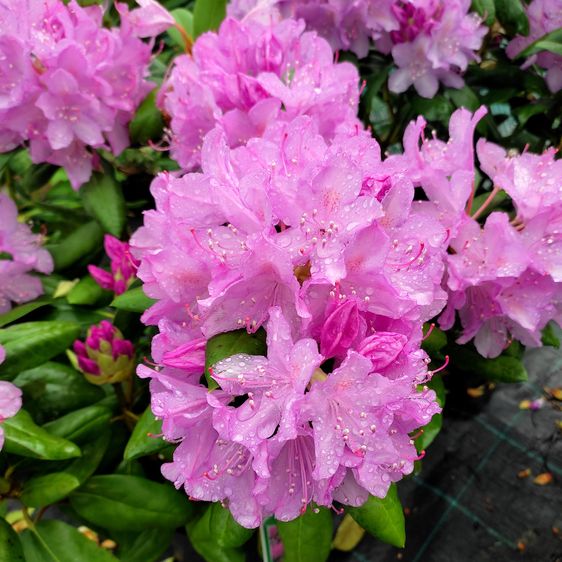 Рододендрон Розеум Элеганс / Р13 / Rhododendron Roseum Elegans