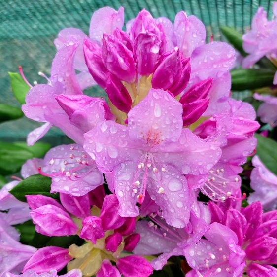 Рододендрон Розеум Элеганс / Р13 / Rhododendron Roseum Elegans