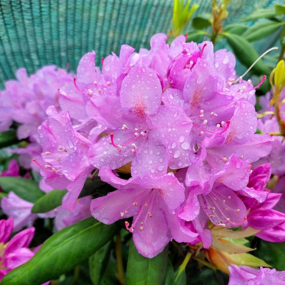 Рододендрон Розеум Элеганс / Р13 / Rhododendron Roseum Elegans