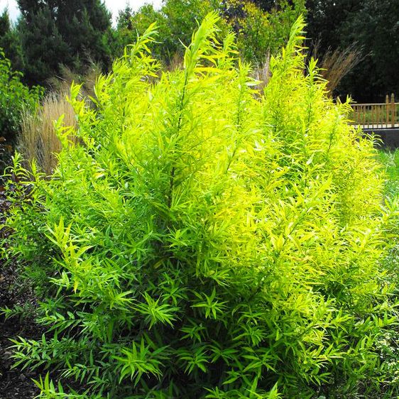 Верба японська Голден Саншайн / Salix udensis Golden Sunshine