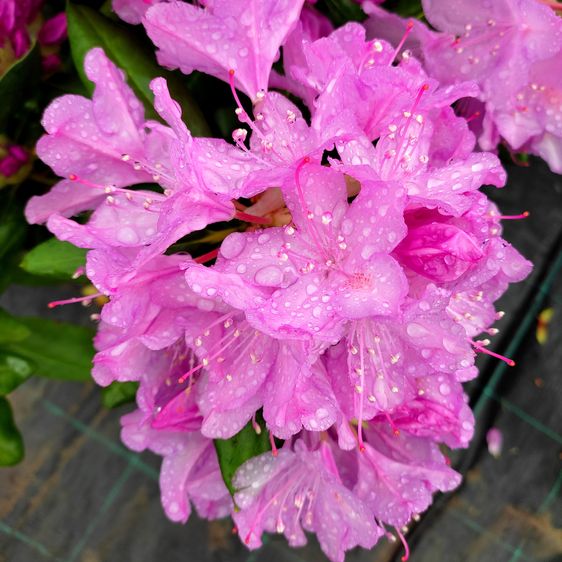 Рододендрон Розеум Элеганс / Р13 / Rhododendron Roseum Elegans