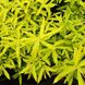 Ива японская Голден Саншайн / Salix udensis Golden Sunshine