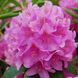 Рододендрон Розеум Элеганс / Р13 / Rhododendron Roseum Elegans