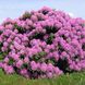 Рододендрон Розеум Элеганс / Р13 / Rhododendron Roseum Elegans