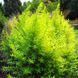 Ива японская Голден Саншайн / Salix udensis Golden Sunshine