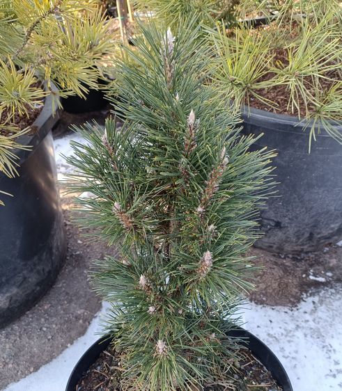 Сосна черная Комет / С7,5 / h 40-50 / Pinus nigra Komet
