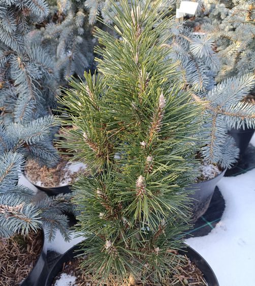 Сосна черная Комет / С7,5 / h 40-50 / Pinus nigra Komet