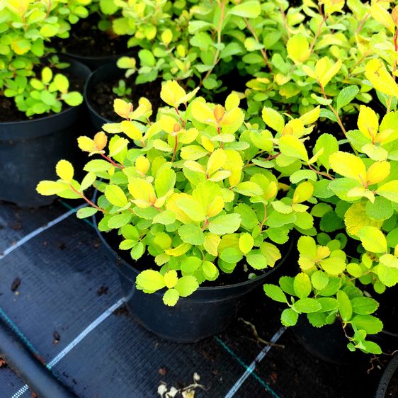 Спірея березолиста Тор Голд / С3 / Spiraea betulifolia Tor Gold