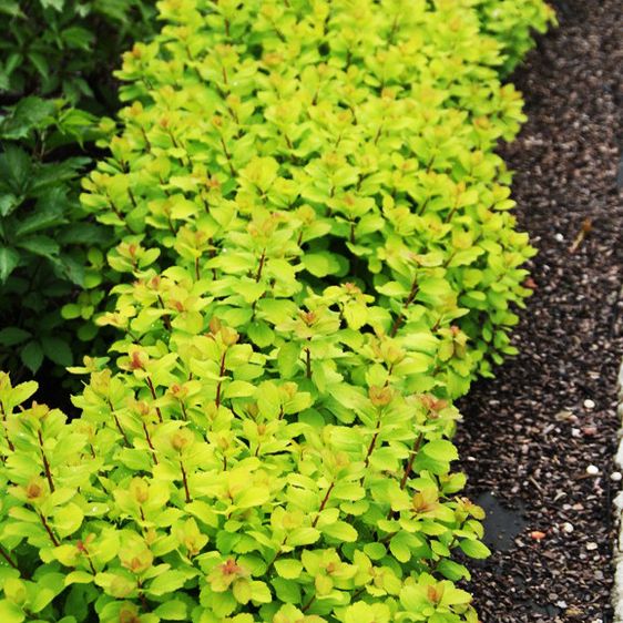 Спирея березолистная Тор Голд / С3 / Spiraea betulifolia Tor Gold