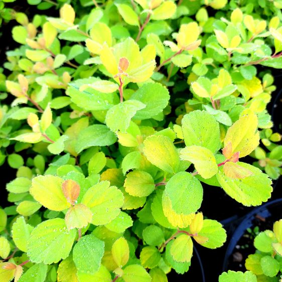 Спирея березолистная Тор Голд / С3 / Spiraea betulifolia Tor Gold