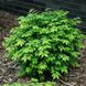 Бересклет крылатый Компактус / С3 / Euonymus alatus Compactus