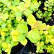 Спірея березолиста Тор Голд / С3 / Spiraea betulifolia Tor Gold