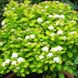 Спирея березолистная Тор Голд / С3 / Spiraea betulifolia Tor Gold