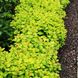 Спірея березолиста Тор Голд / С3 / Spiraea betulifolia Tor Gold