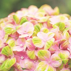 Гортензия крупнолистная Джевел Пинк / С5 / Hydrangea Jewel pink