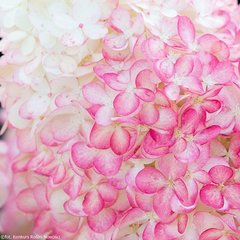 Гортензія волотиста Пінк Роуз / С5 / Hydrangea Pink Rose