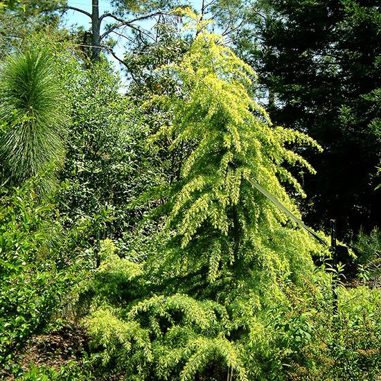 Кедр гималайский Винкс Голден / h 150-170 / Cedrus Vink's Golden