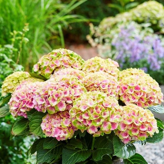 Гортензія крупнолиста Джевел Пінк / С5 / Hydrangea Jewel pink