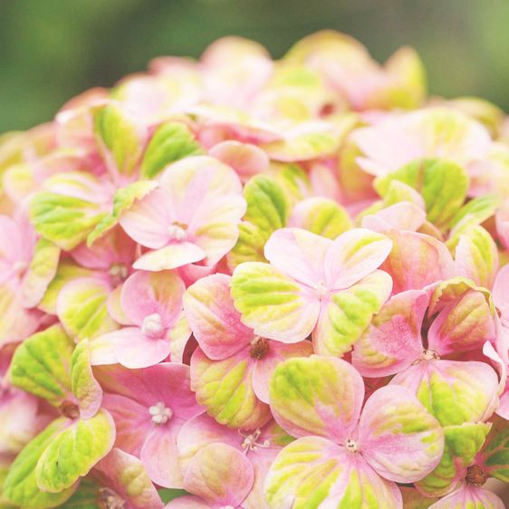 Гортензия крупнолистная Джевел Пинк / С5 / Hydrangea Jewel pink