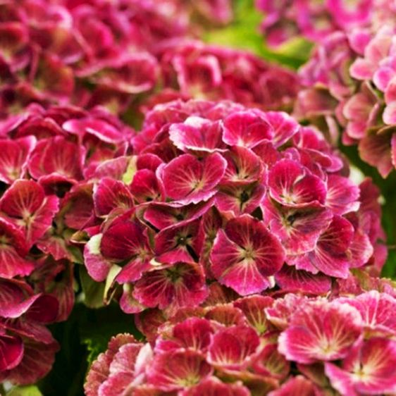 Гортензія крупнолиста Джевел Пінк / С5 / Hydrangea Jewel pink