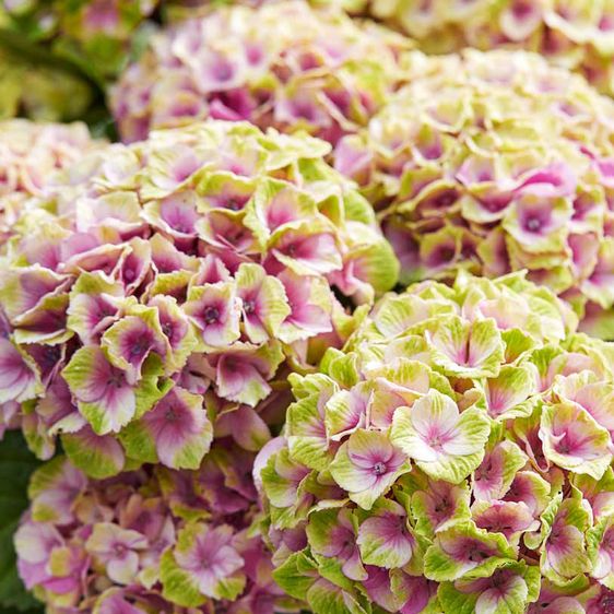 Гортензия крупнолистная Джевел Пинк / С5 / Hydrangea Jewel pink