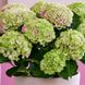 Гортензія крупнолиста Джевел Пінк / С5 / Hydrangea Jewel pink