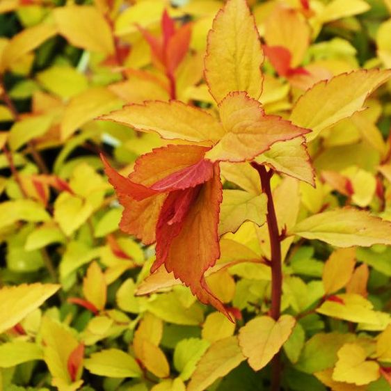 Спирея японская Фаерлайт / Spiraea japonica Firelight / С3