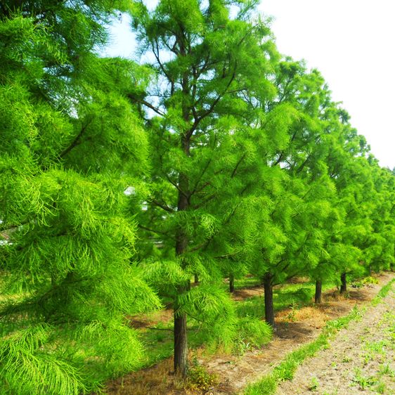 Таксодиум Нутанс / С10 / h 80-100 / Taxodium Nutans