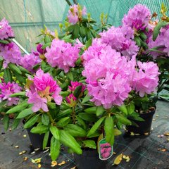 Рододендрон Розеум Елеганс / С10 / Rhododendron Roseum Elegans