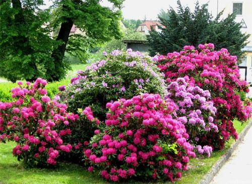 Рододендрон Розеум Елеганс / С10 / Rhododendron Roseum Elegans