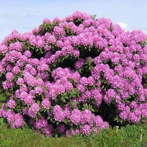 Рододендрон Розеум Элеганс / С10 / Rhododendron Roseum Elegans