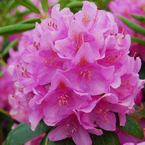 Рододендрон Розеум Елеганс / С10 / Rhododendron Roseum Elegans