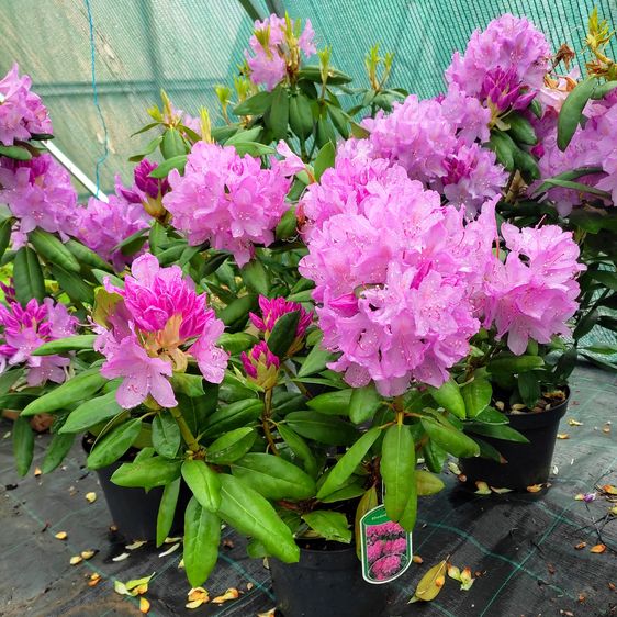 Рододендрон Розеум Элеганс / С10 / Rhododendron Roseum Elegans