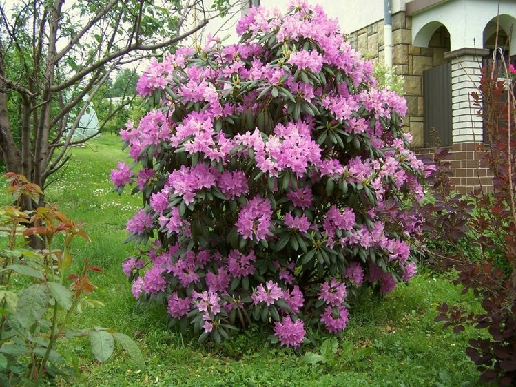 Рододендрон Розеум Элеганс / С10 / Rhododendron Roseum Elegans