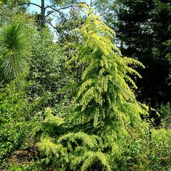 Кедр гімалайський Вінкс Голден / h 120-140 / Cedrus Vink's Golden