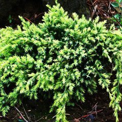 Ялівець Холгер / С1,5 / Juniperus squamata Holger