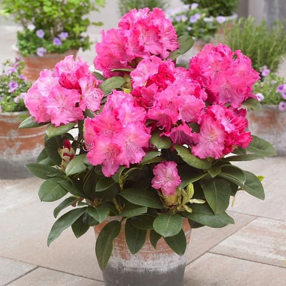 Рододендрон Германія / С10 / Rhododendron Germania