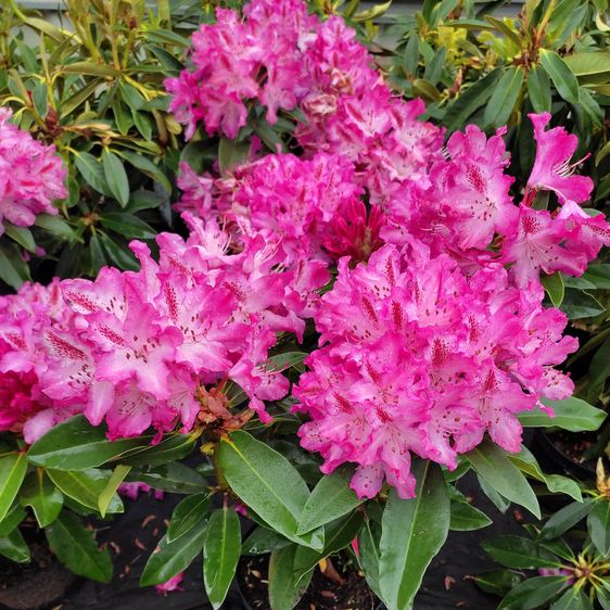 Рододендрон Германия / С10 / Rhododendron Germania