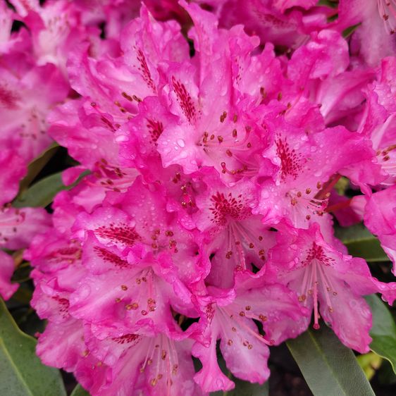 Рододендрон Германія / С10 / Rhododendron Germania