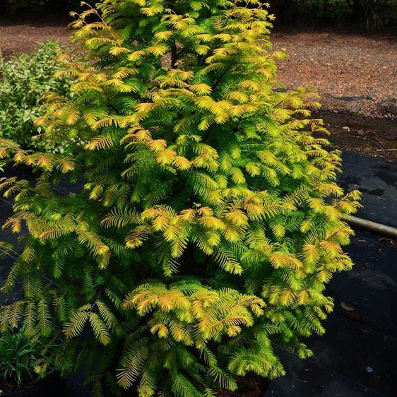 Метасеквойя Амбер Глоу / С10 / h 80-100 / Metasequoia Amber Glow