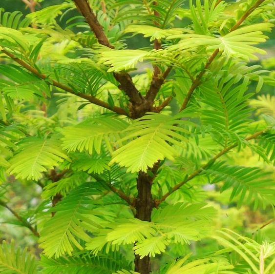 Метасеквоя Амбер Глоу / С10 / h 80-100 / Metasequoia Amber Glow